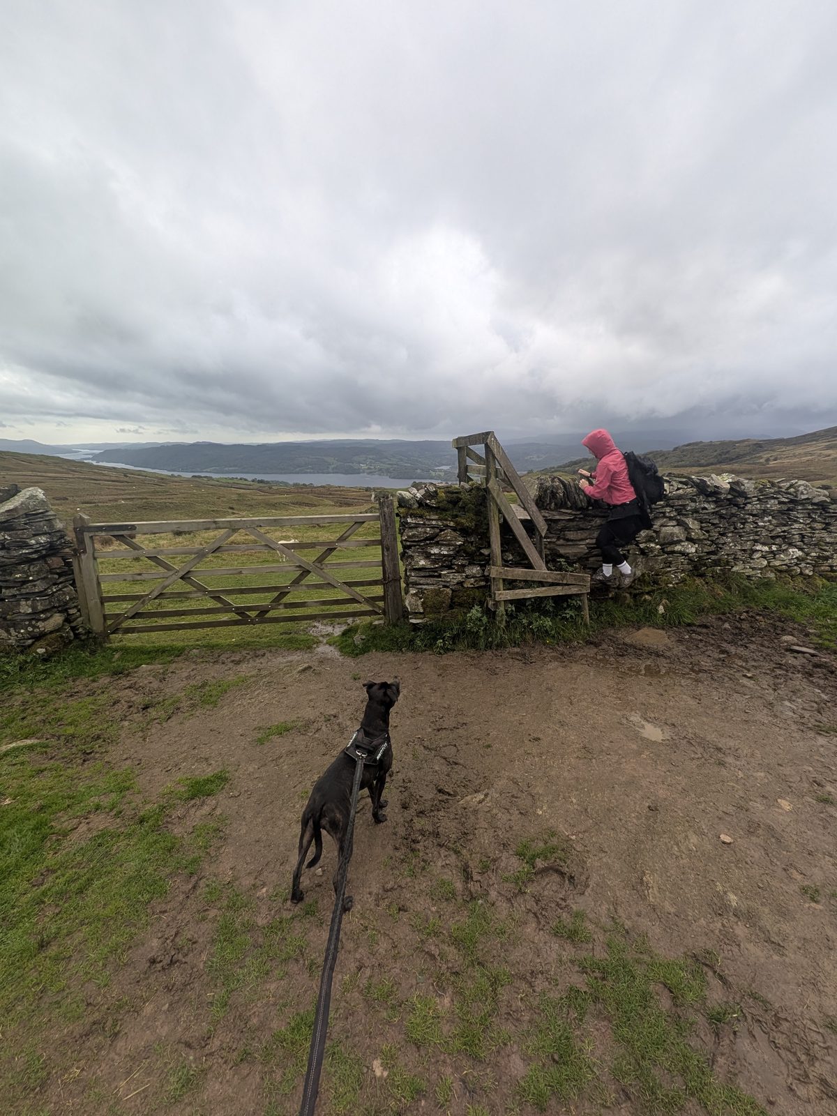 Ellie in a pink jacket at a ladder stile beside a wooden gate in a wall, with Cass, a Staffordshire Bull Terrier, on the lead in the foreground