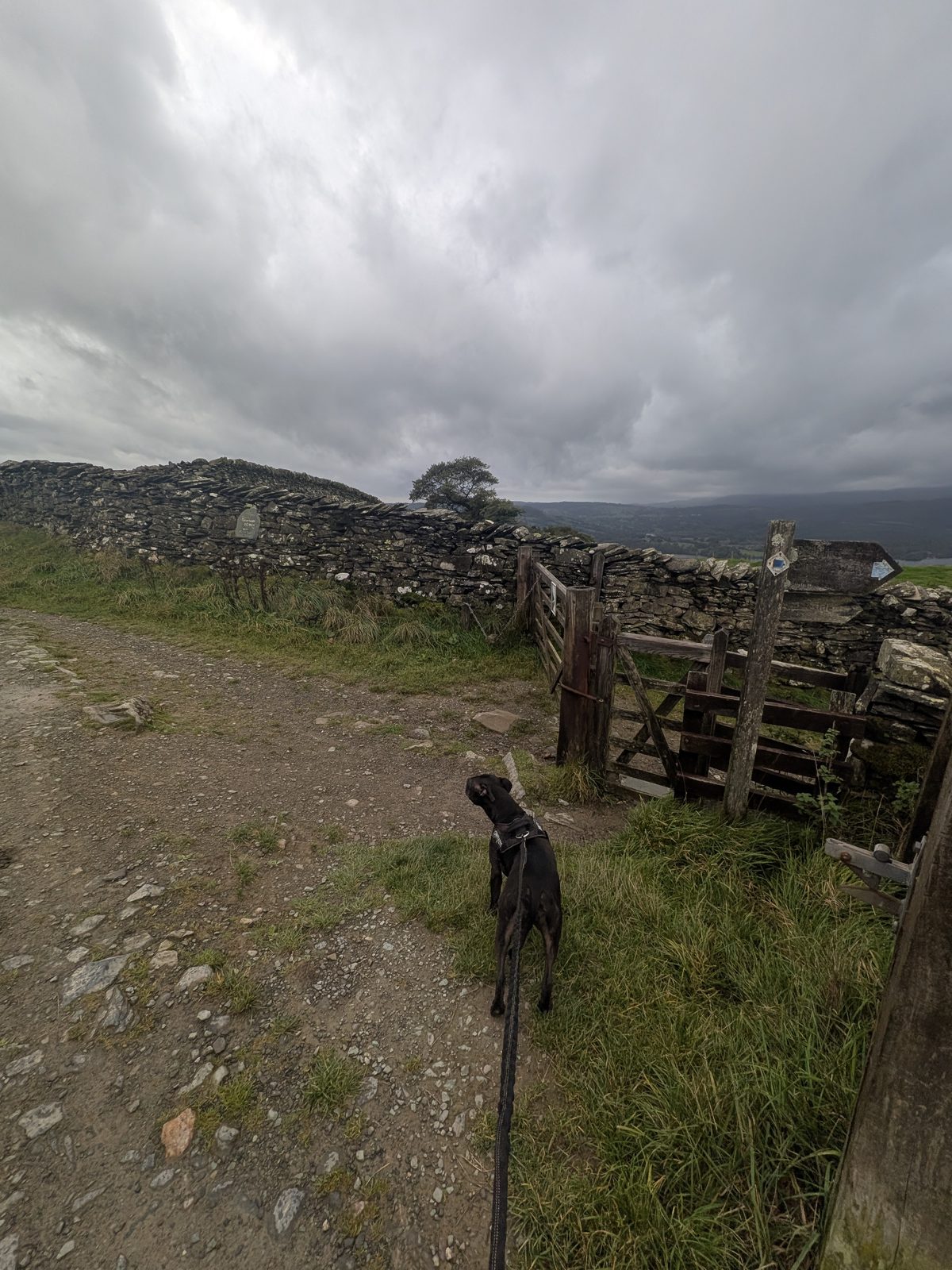 Cass, a Staffordshire Bull Terrier on the lead, facing a wooden gate beside a dry-stone wall