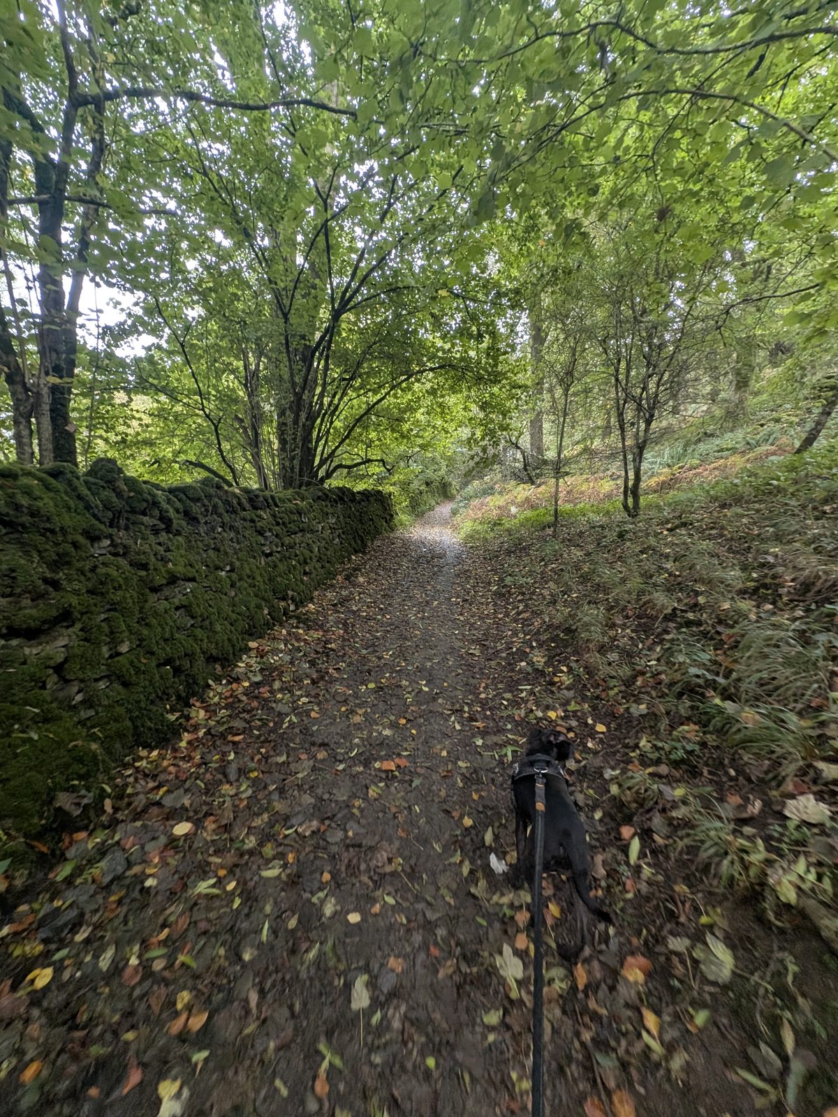 A leaf-covered path beside a stone wall in woodland, with Cass, a Staffordshire Bull Terrier, on the lead ahead