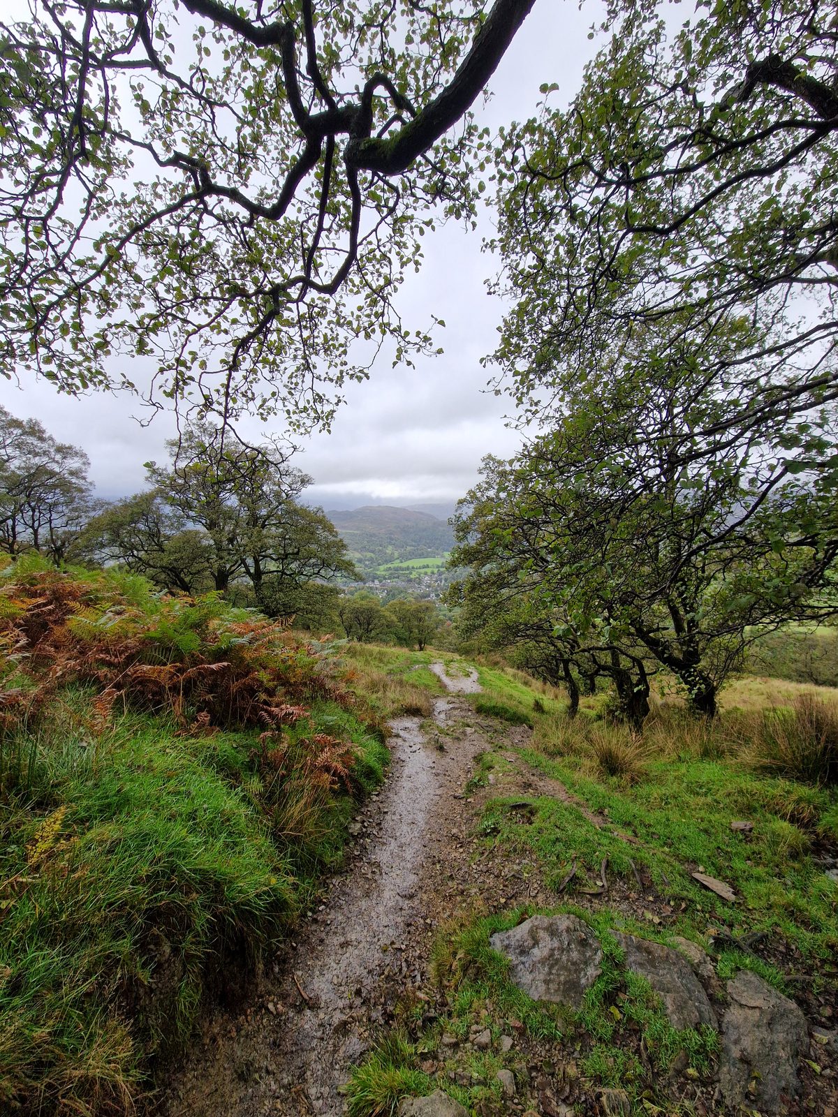 A path winding downhill through bracken and trees on the hillside