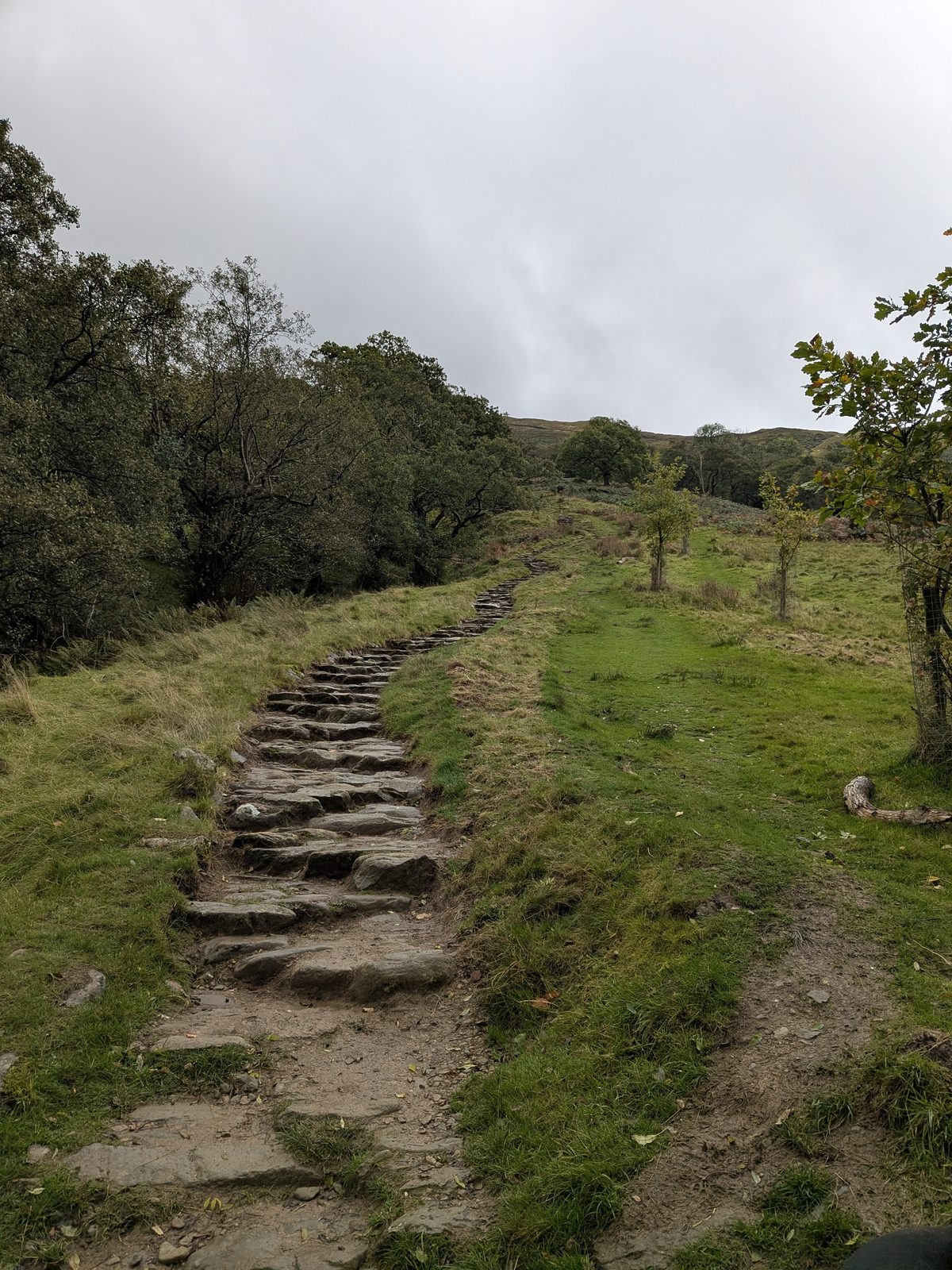 A pitched stone path climbing a grassy hillside between trees