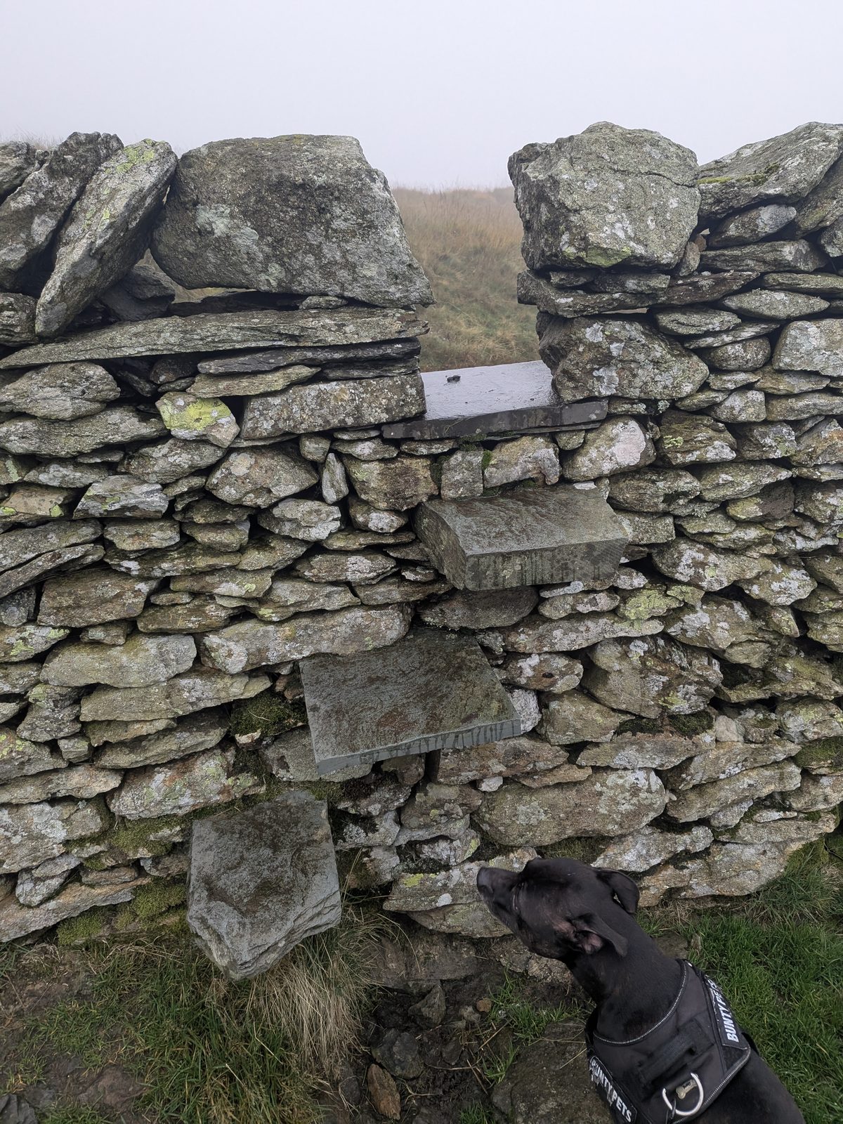Cass, a Staffordshire Bull Terrier, beside a stone step stile in a dry-stone wall