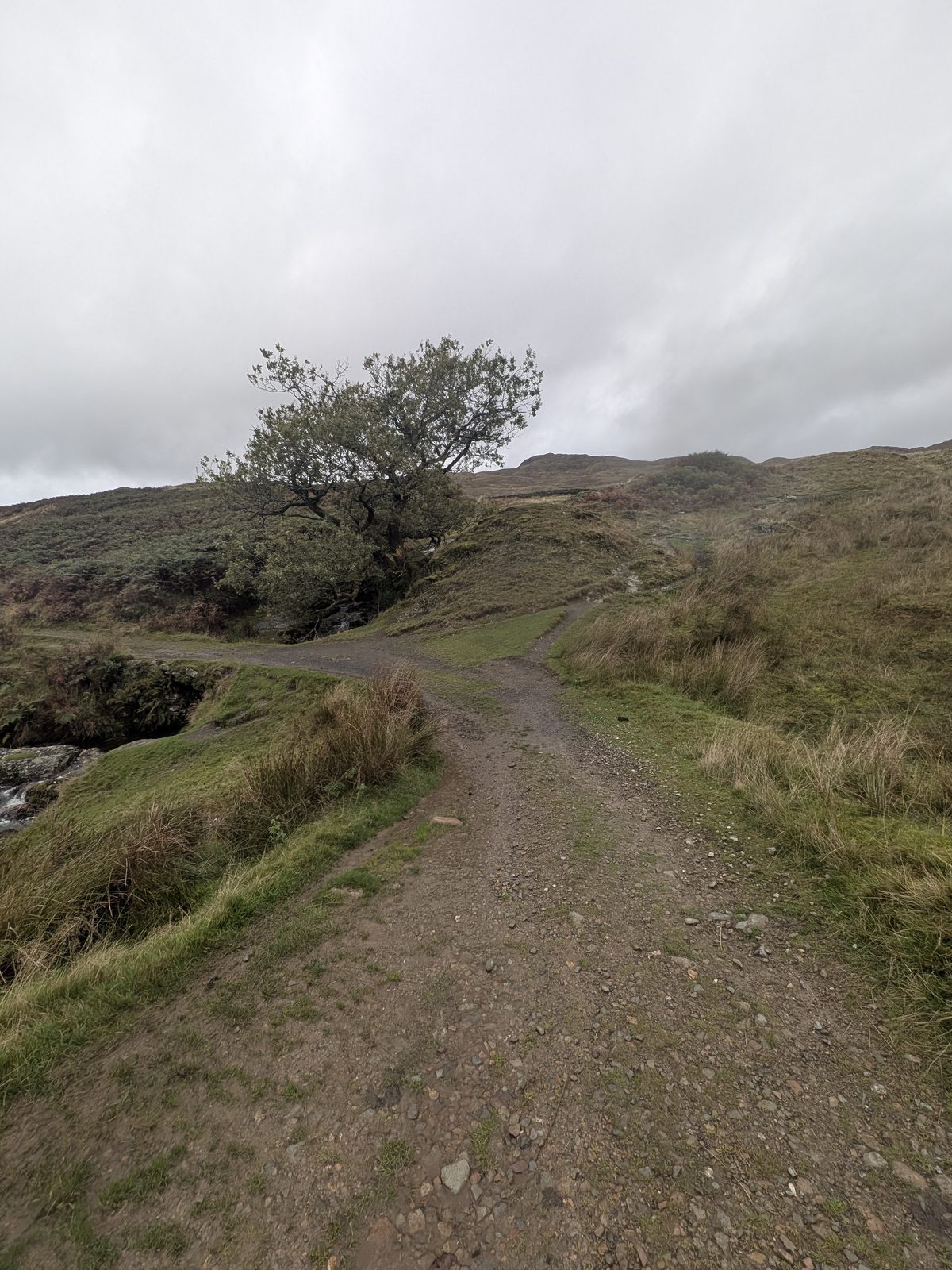 A track forking on open hillside, with a lone tree beside it