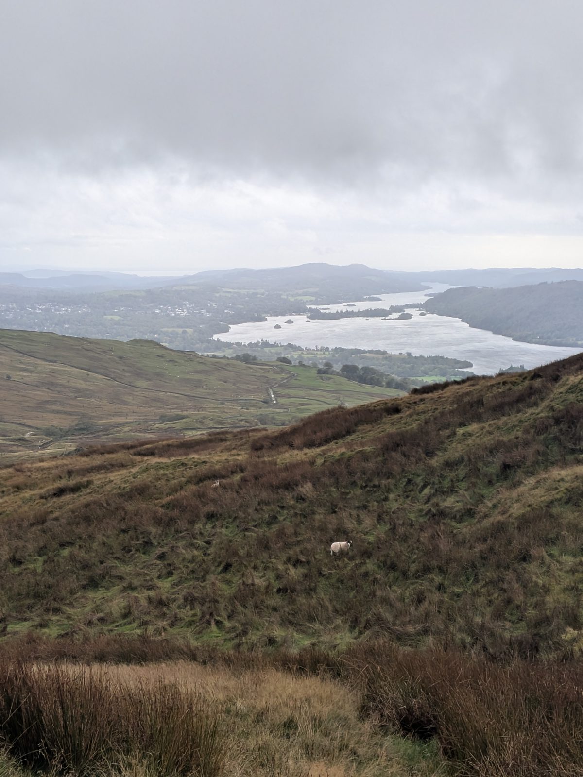 Windermere beyond a dry-stone wall and a grassy hillside, under a grey sky