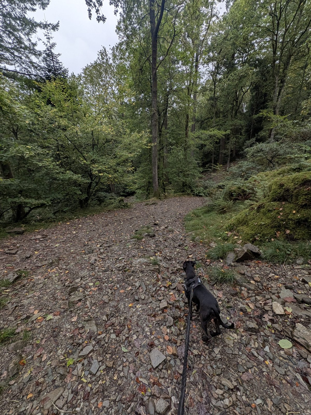 A woodland path junction on a shale path, with Cass, a Staffordshire Bull Terrier, on the lead