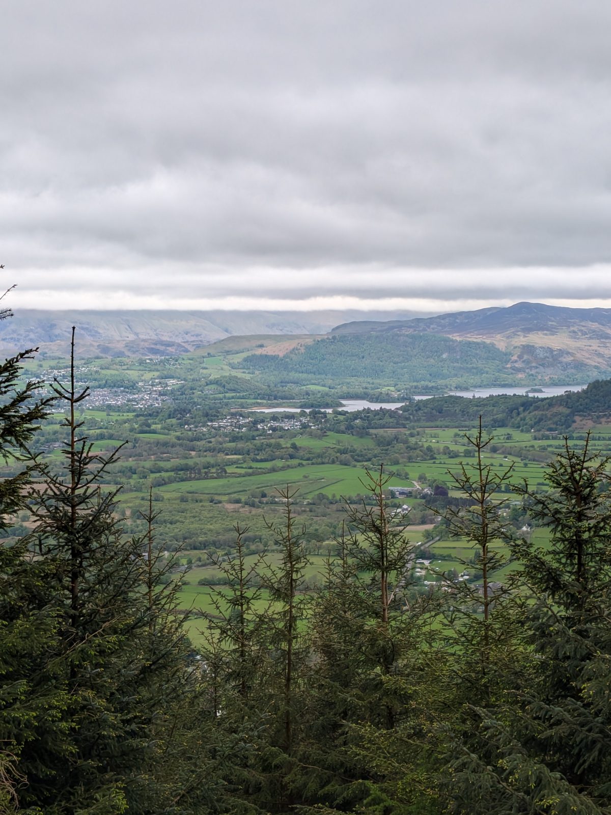 The view from Whinlatter Forest over Keswick, Derwentwater and the fells beyond the conifers