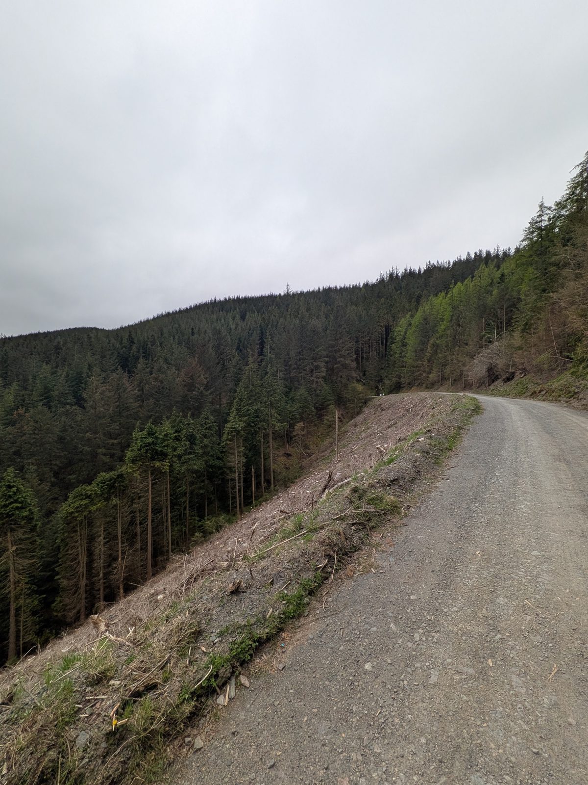 One of the waymarked forest tracks climbing through the conifers