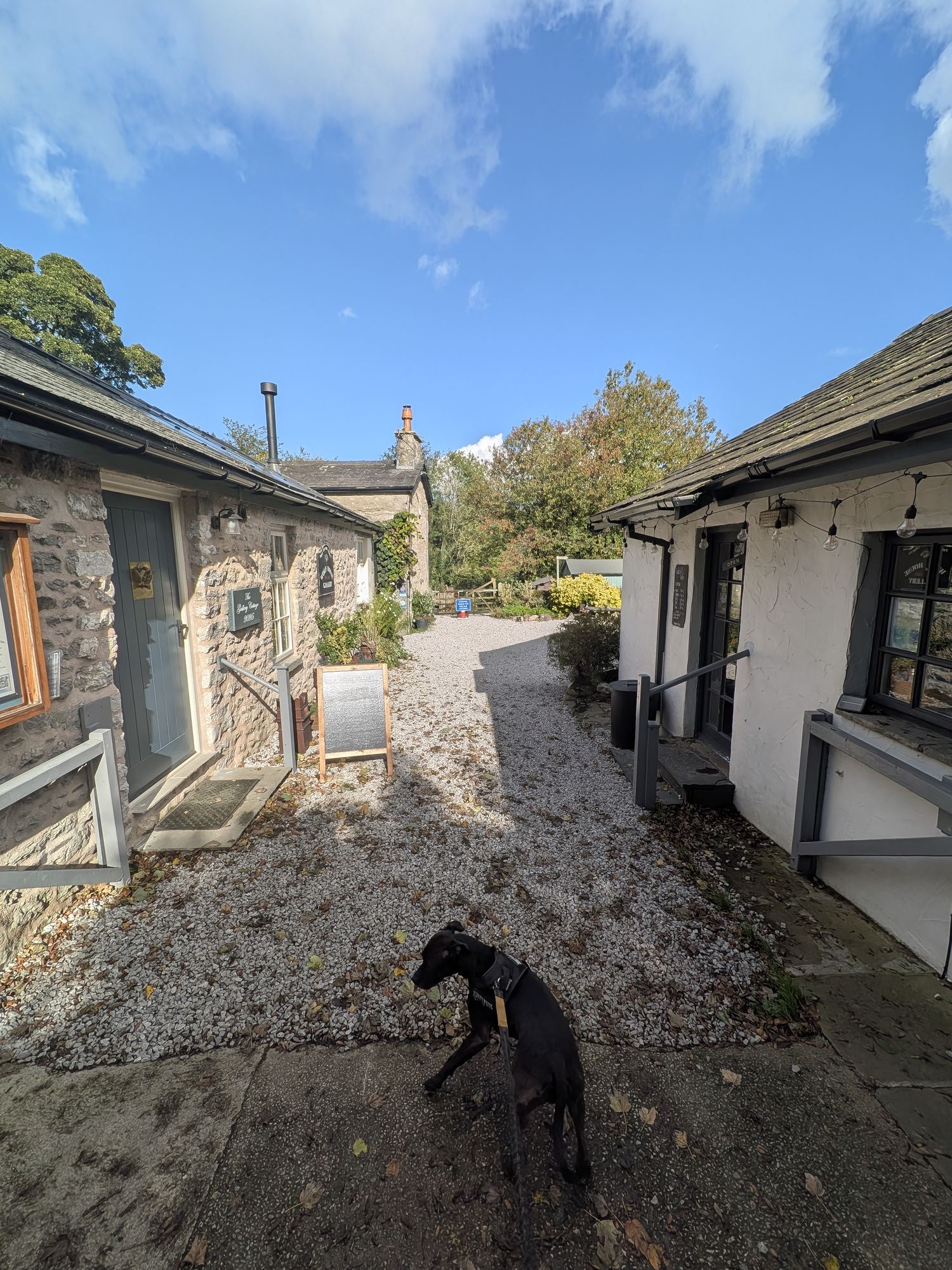 Cass, a black Staffordshire Bull Terrier on the lead, in the gravel courtyard between the stone buildings at The Wolf Cafe, Silverdale
